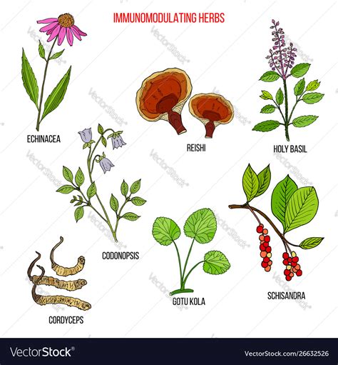 Best medicinal herbs for immune system Royalty Free Vector