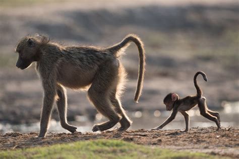 Chacma Baboons – Ten Facts About a Misunderstood Wonder | South africa wildlife, Africa wildlife ...