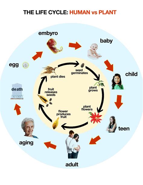 Human Life Cycle Diagram