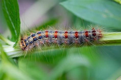 Gypsy Moth Caterpillars Ate a Third of the Massachusetts Forest Canopy