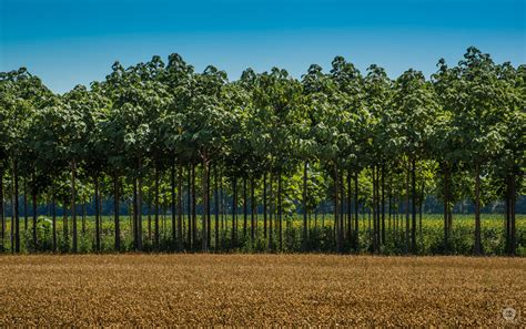 Row of Trees and Wheat Field Background - High-quality Free Backgrounds