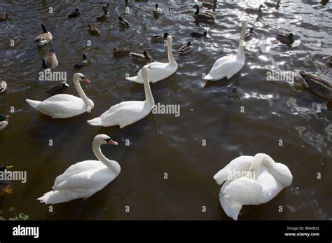 swans swimming on water Stock Photo - Alamy