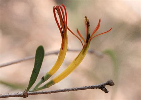 Australian Parasitic Plants - Loranthaceae