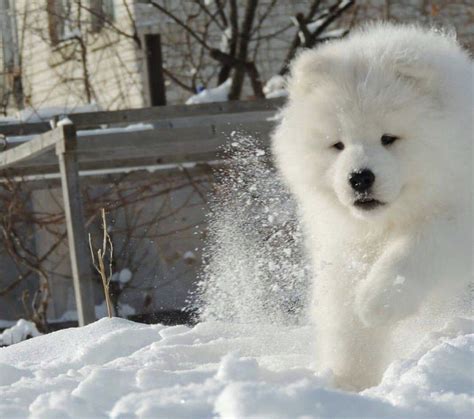 The Daily Cute: Snow Dogs | Samoyed dogs, Dogs, Samoyed