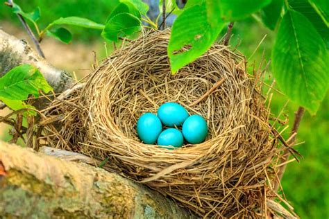 Robin Eggs: All You Need to Know (With Pictures)