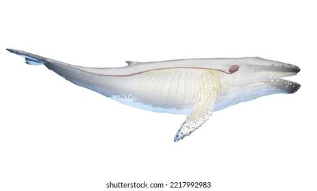 3d Rendered Illustration Humpback Whale Anatomy Stock Illustration 2290986557 | Shutterstock