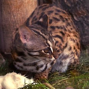 Leopard cat Facts for Kids