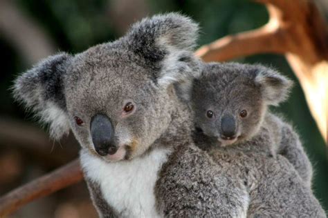 Koala Facts: Habitat, Behavior, Diet