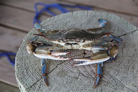 Nuova specie di granchio blu nel Mare Adriatico, i ricercatori: "Va monitorato"