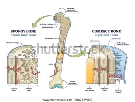 233 Spongy Compact Images, Stock Photos & Vectors | Shutterstock