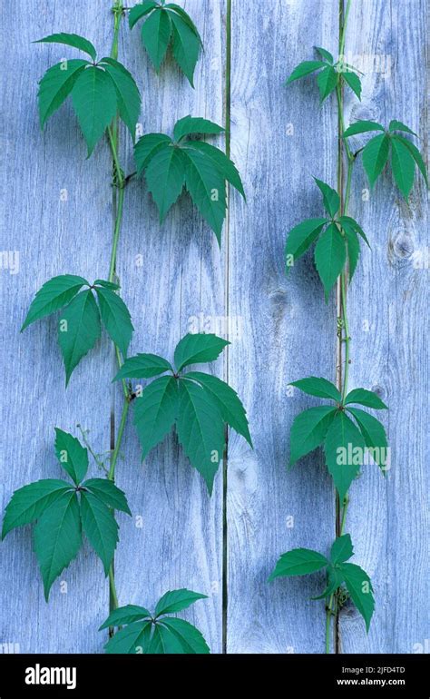 Virginia creeper growing on a wooden fence hi-res stock photography and images - Alamy