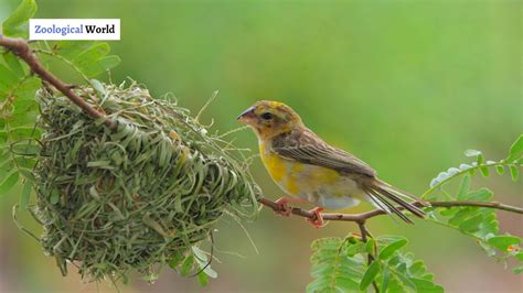 What You Need to Know About Bird Nesting - Zoological World