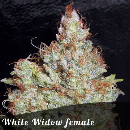 Buy White Widow female seeds by Irish Seeds from Cannabisseeds.ie