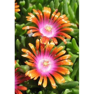 Buy Ice Plant Flower M Flowers Seeds Online @ ₹110 from ShopClues