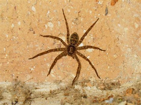 Brown Huntsman Spider (Heteropoda jugulans)