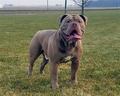 Olde English Bulldogge | Bully Breeder's Association