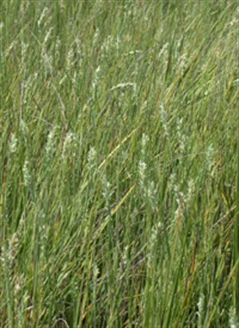 Saltmarsh Grasses