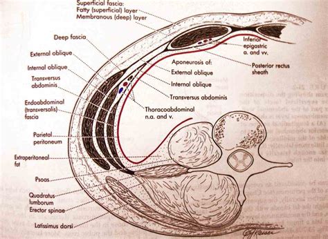 Abdominal Fascial Layers Anatomy | MedicineBTG.com