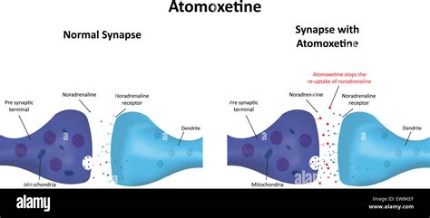 Atomoxetine Stock Photo - Alamy