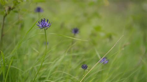 Alpine flowers bloom in summer, day in mountains 3763734 Stock Video at ...