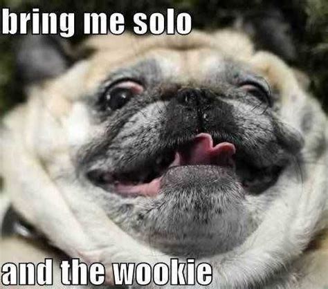 39 Hilarious Star Wars Pictures | Star wars humor, Funny animals, Funny pictures