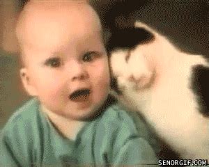 cats and babies cute pets gif | WiffleGif