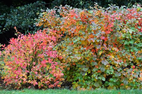 The Best Shrubs for Fall Color | Almanac.com