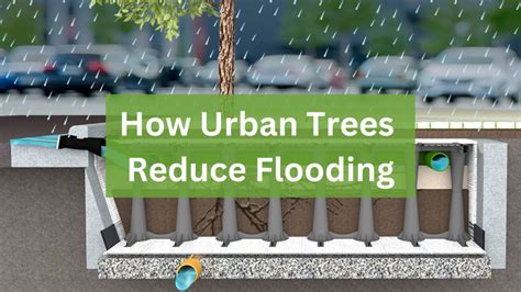 How Urban Trees Prevent Flooding - Citygreen