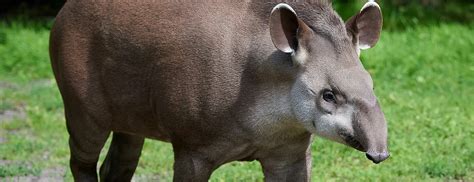 Drayton Manor | South American Tapir