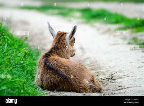 Baby goat sleeping Stock Photo - Alamy