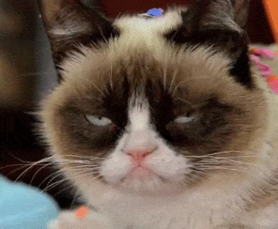 Grumpy Cat GIF by Internet Cat Video Festival - Find & Share on GIPHY