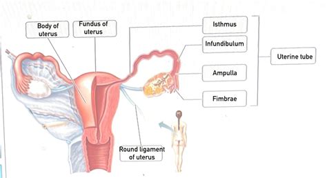 [Solved] Label Reset Help Ampulla Uterine tube Infundibulum Body of uterus... | Course Hero