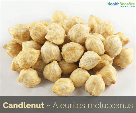 Candlenut facts and health benefits