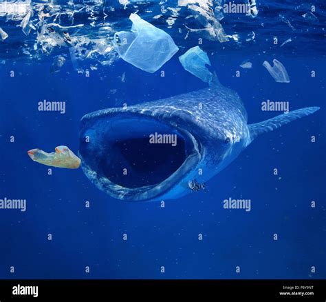 Animals Eating Plastic Stock Photos & Animals Eating Plastic Stock Images - Alamy