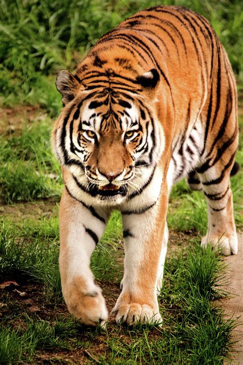 Walking Tiger Photograph by Don Johnson