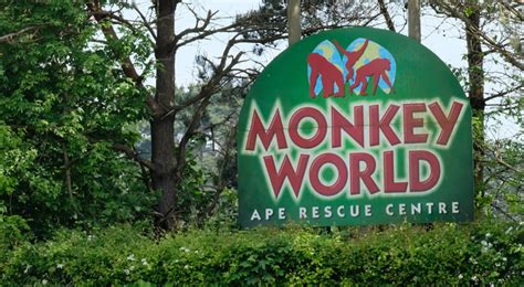 Monkey World Dorset Days Out - Primate Ape Rescue Centre | Monkey world, Monkey, Dorset holiday