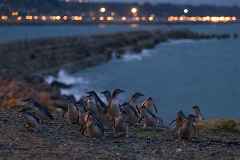 Oamaru Blue Penguin Colony Cams – Urban Wildlife Trust