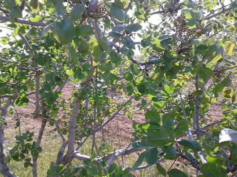 My Pistachio Trees – Ibrahim Alalou – Medium