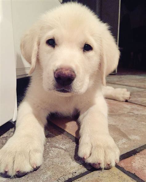 White Labrador puppy | White labrador puppy, Puppies, Labrador retriever puppies