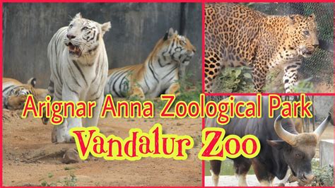 Arignar Anna Zoological Park | Vandalur Zoo | Chennai - YouTube