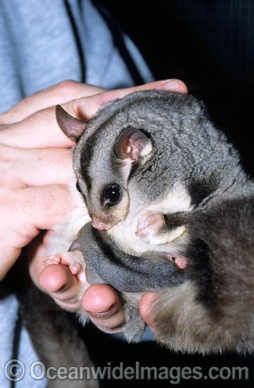 Squirrel Glider mother with baby Photo Image