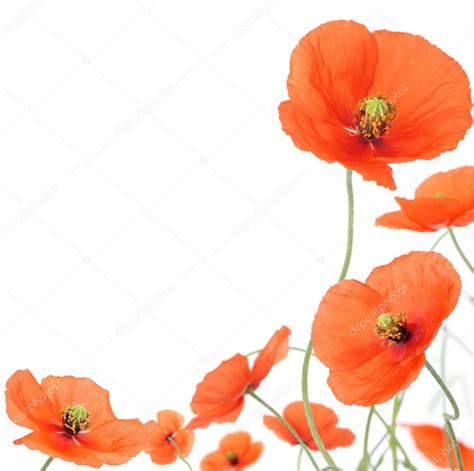 Poppies border ⬇ Stock Photo, Image by © Pics4ads #8452892