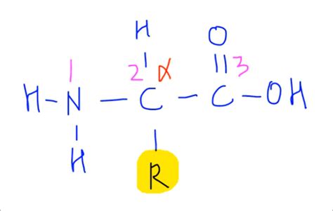 How to draw Amino Acids and Proteins