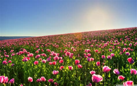 Field of Flowers Wallpapers - Top Free Field of Flowers Backgrounds ...