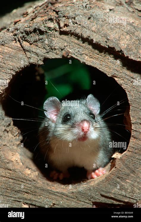 European edible dormouse hi-res stock photography and images - Alamy