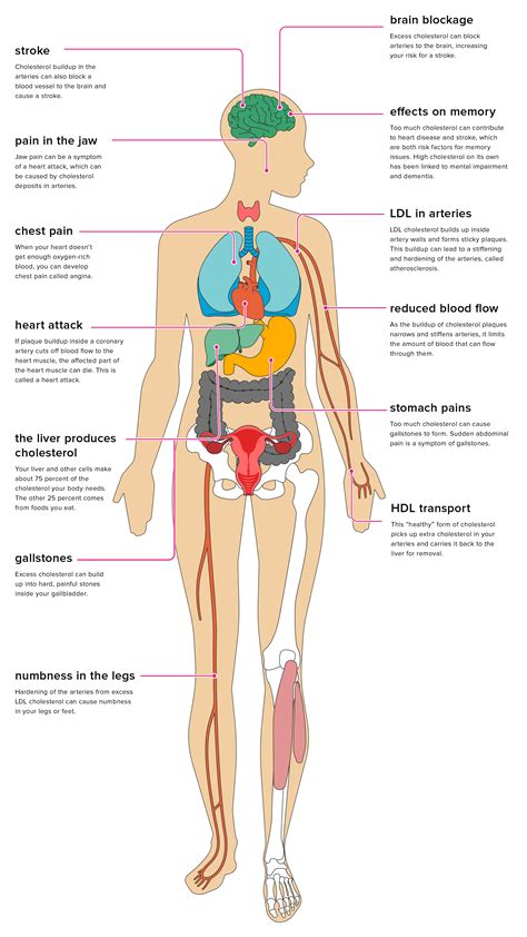 The Effects of High Cholesterol on the Body - wellness magazine