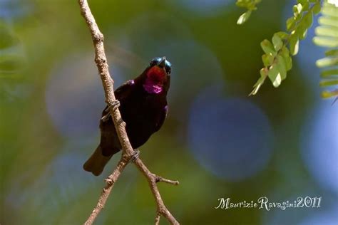 Amethyst sunbird - Alchetron, The Free Social Encyclopedia