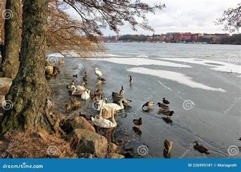 Norr MÃ¤larstrand`s Beach Promenade in Stockholm Editorial Photo - Image of flower, kungsholmens ...