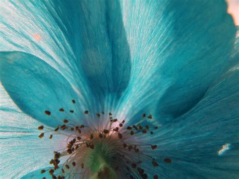 Turquoise | Blue poppy. They really look turquoise, but I ha… | Flickr