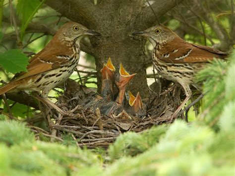 Brown Thrasher Nesting (Behavior, Eggs, Location) | Birdfact